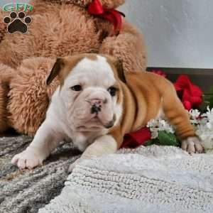 Earl, English Bulldog Puppy